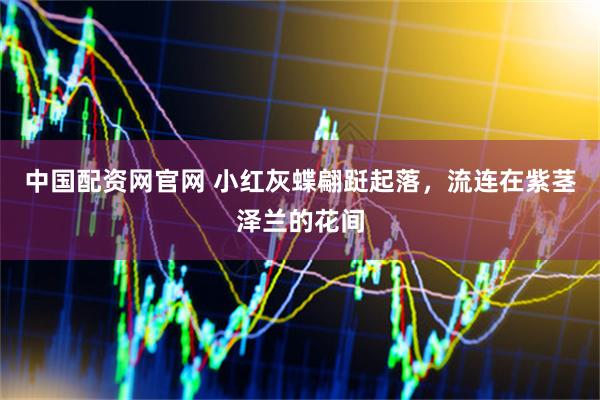中国配资网官网 小红灰蝶翩跹起落，流连在紫茎泽兰的花间